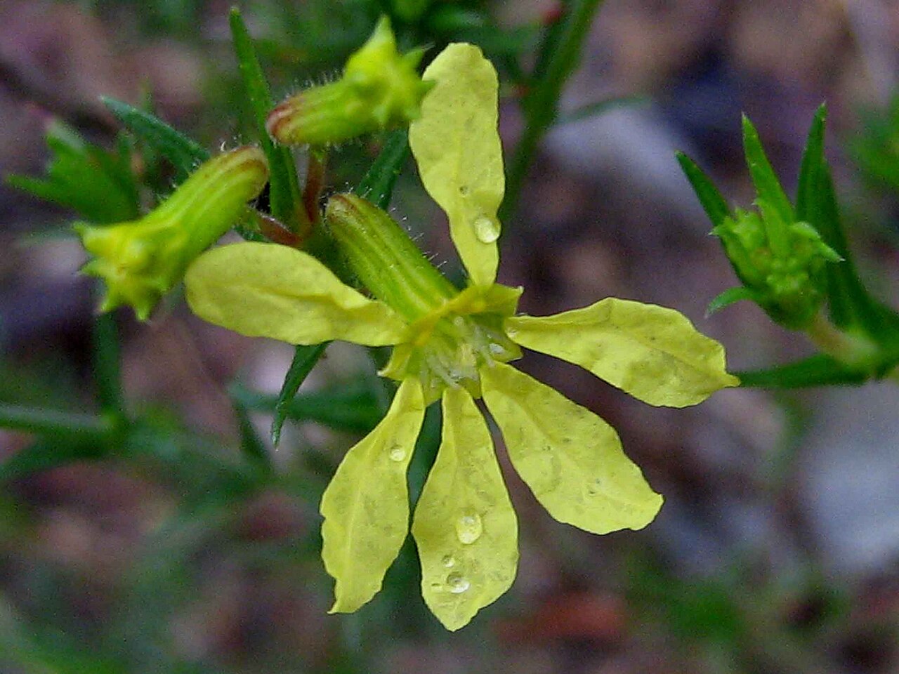 Cuphea flava: Cuphea flava Spreng. var. flava
