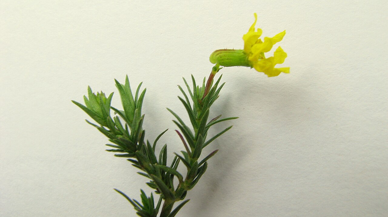 Cuphea flava: Cuphea flava Spreng. var. flava