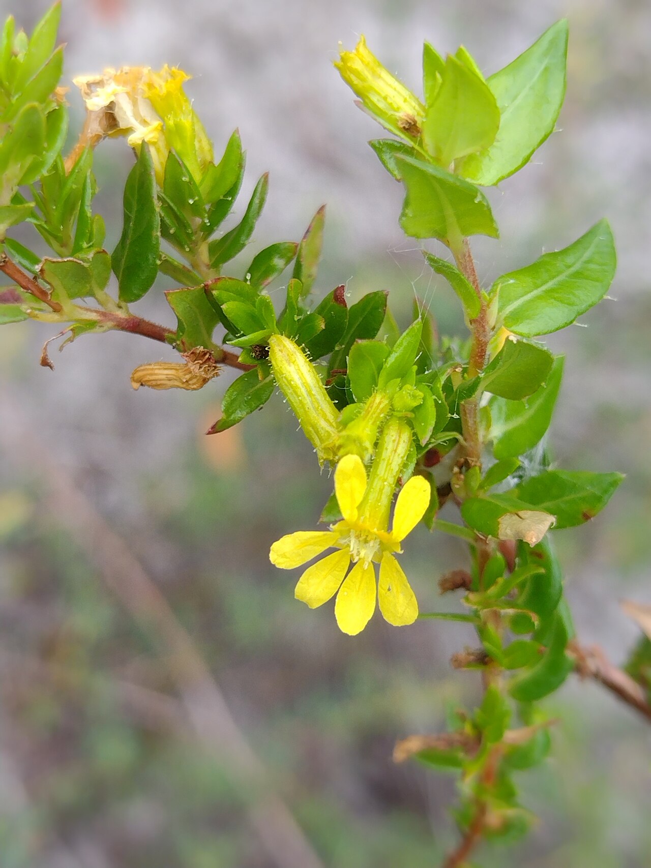 Cuphea flava: Cuphea flava in Brazil