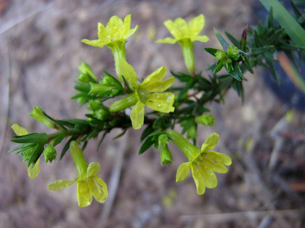 Cuphea flava: Cuphea flava Spreng. var. flava