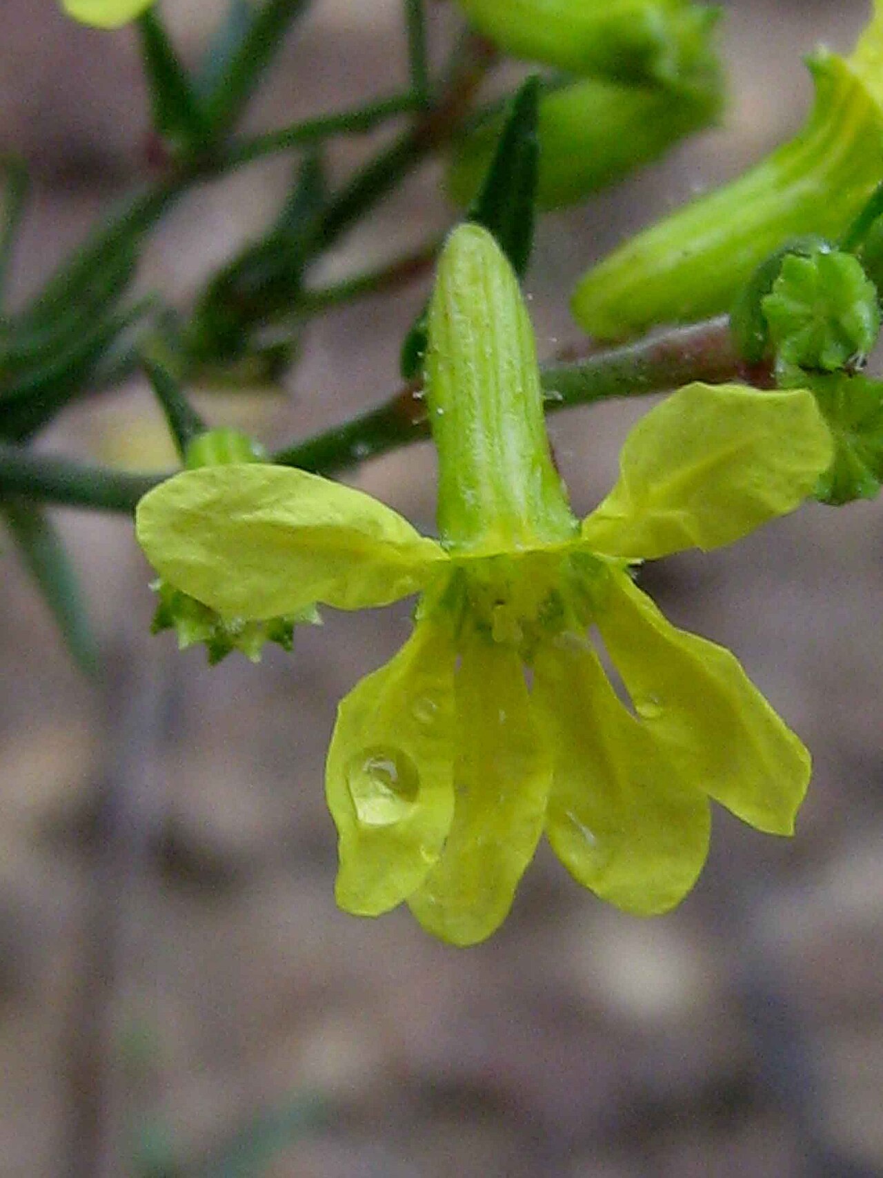 Cuphea flava: Cuphea flava Spreng. var. flava