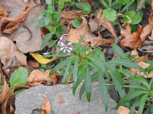 Cuphea fruticosa (Cuphea fruticosa)