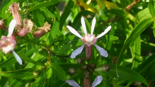 Cuphea fruticosa (Cuphea fruticosa)