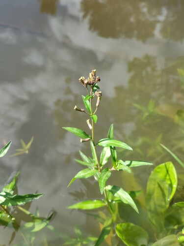 Cuphea fruticosa (Cuphea fruticosa)