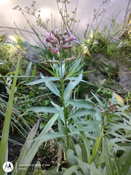 Cuphea fruticosa: Cuphea fruticosa