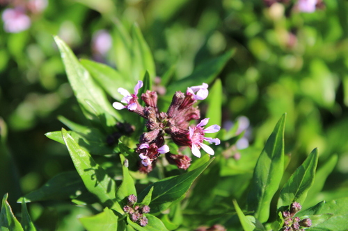 Cuphea fruticosa (Cuphea fruticosa)