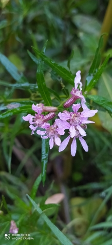 Cuphea fruticosa (Cuphea fruticosa)