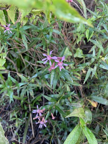 Cuphea fruticosa (Cuphea fruticosa)