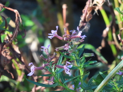 Cuphea fruticosa (Cuphea fruticosa)