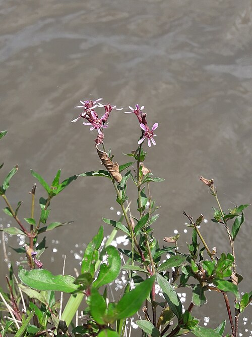Cuphea fruticosa: Cuphea fruticosa