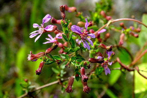 Cuphea gaumeri (Cuphea gaumeri)