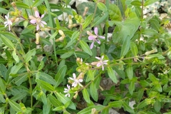 Cuphea gaumeri (Cuphea gaumeri)
