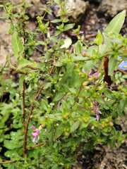Cuphea gaumeri (Cuphea gaumeri)