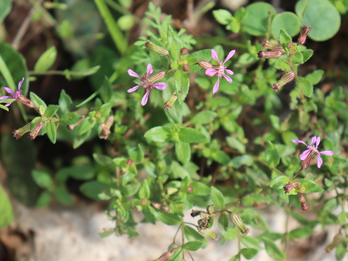 Cuphea gaumeri (Cuphea gaumeri)