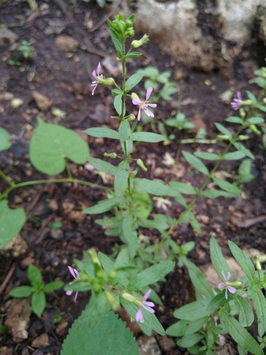 Cuphea gaumeri (Cuphea gaumeri)