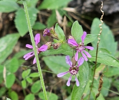 Cuphea gaumeri (Cuphea gaumeri)