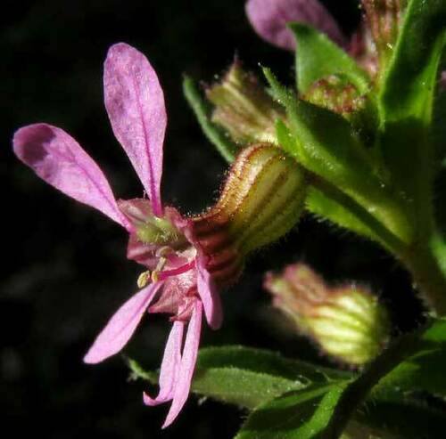 Cuphea gaumeri (Cuphea gaumeri)