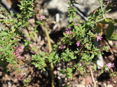 Cuphea gaumeri (Cuphea gaumeri)