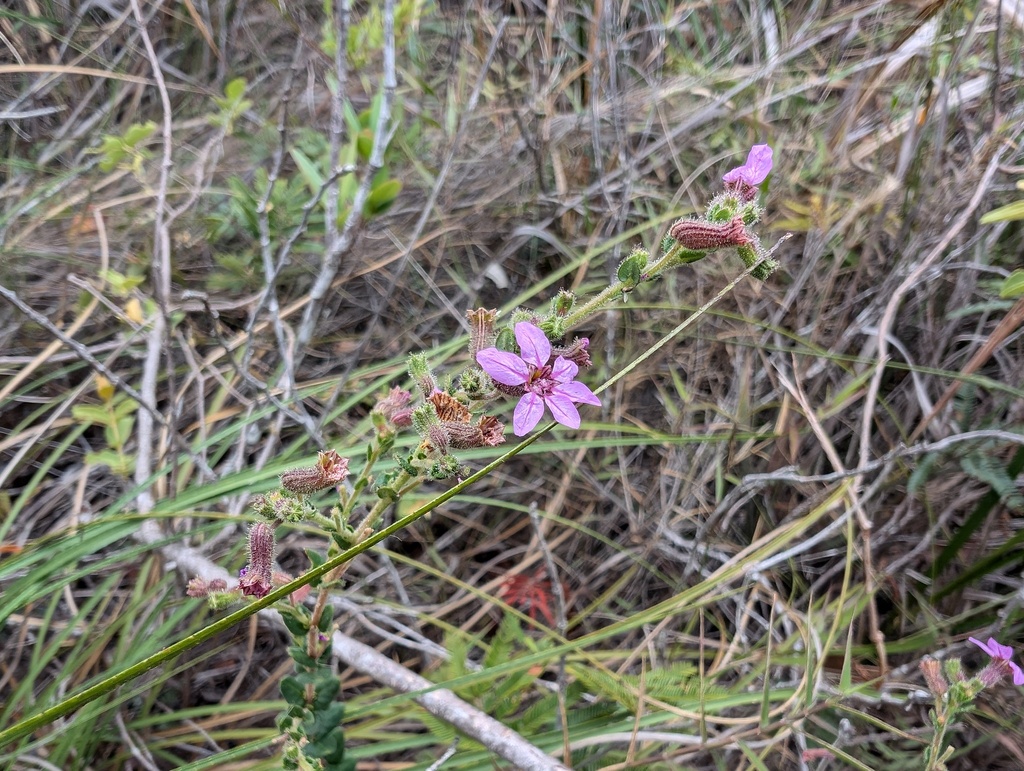 Cuphea glareosa (Cuphea glareosa)