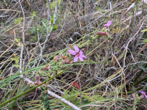 Cuphea glareosa (Cuphea glareosa)