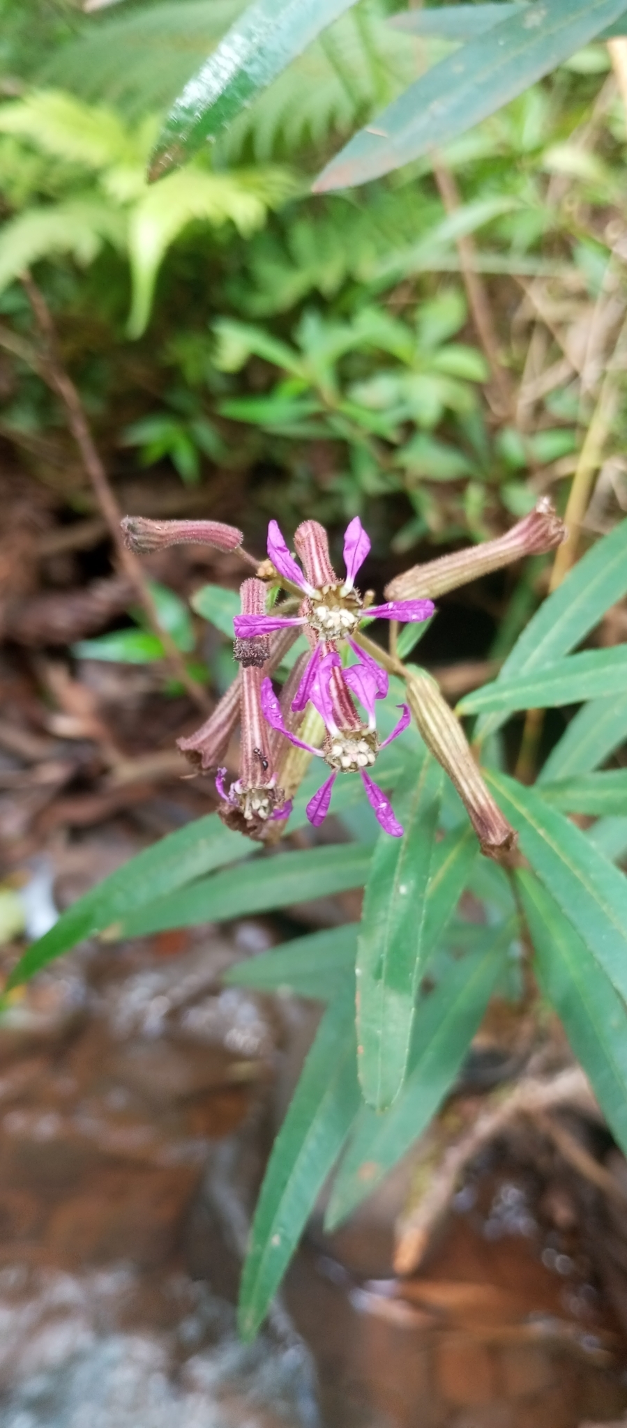 Cuphea glaziovii: Cuphea glaziovii, FRCH+WV - Roncador, PR, 87320-000, Brasil, 2025-02-21 (iNaturalist).