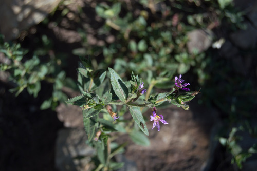 Sticky waxweed (Cuphea glutinosa)