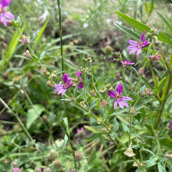 Sticky waxweed (Cuphea glutinosa)