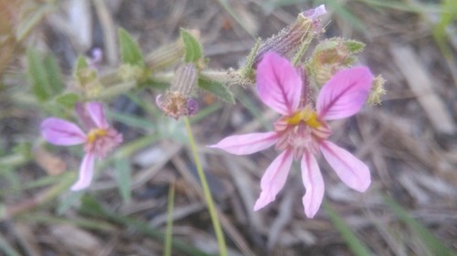 Sticky waxweed (Cuphea glutinosa)