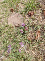 Sticky waxweed (Cuphea glutinosa)