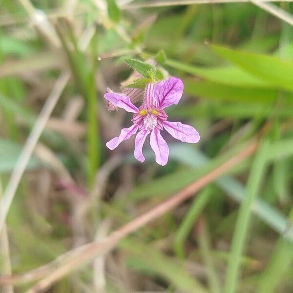 Sticky waxweed (Cuphea glutinosa)