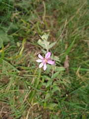 Sticky waxweed (Cuphea glutinosa)