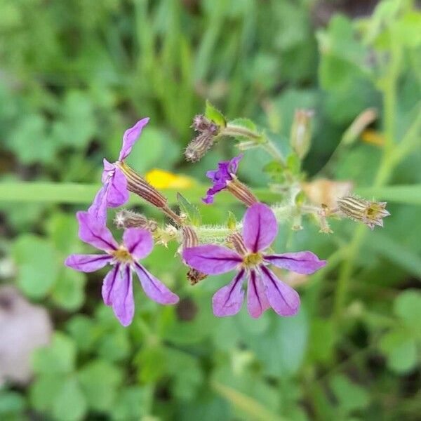 Sticky waxweed (Cuphea glutinosa)