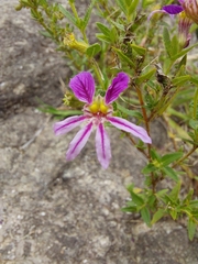 Sticky waxweed (Cuphea glutinosa)