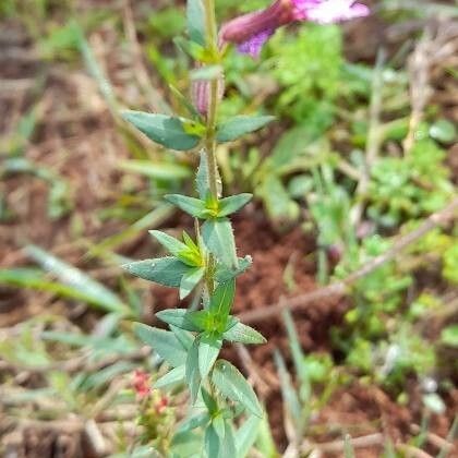 Sticky waxweed (Cuphea glutinosa)
