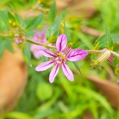 Sticky waxweed (Cuphea glutinosa)