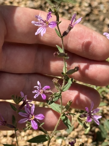 Sticky waxweed (Cuphea glutinosa)