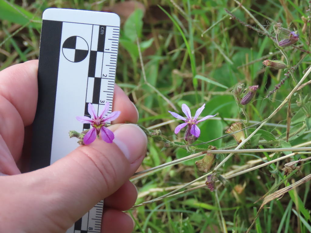 Sticky waxweed (Cuphea glutinosa)