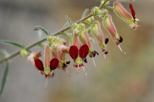 Cuphea hookeriana (Cuphea hookeriana)