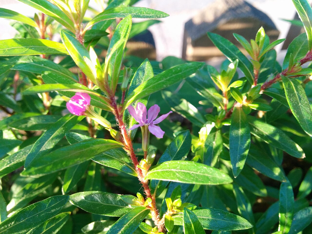 Cuphea hookeriana: Cuphea hookeriana , photographed in Central China Normal University, Wuhan, Hubei Province, China