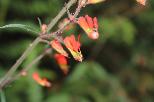 Cuphea hookeriana (Cuphea hookeriana)