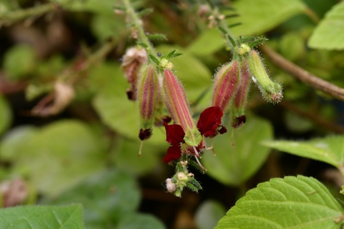 Cuphea hookeriana (Cuphea hookeriana)