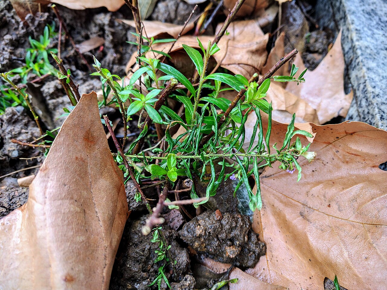Cuphea hookeriana: Cuphea hookeriana , photographed in Central China Normal University, Wuhan, Hubei Province, China