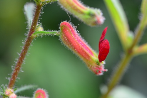 Cuphea hookeriana (Cuphea hookeriana)