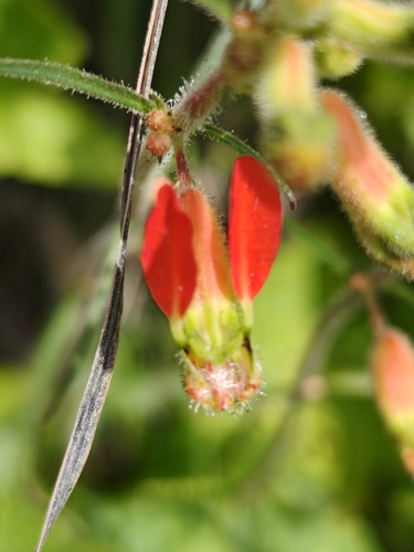 Cuphea hookeriana (Cuphea hookeriana)