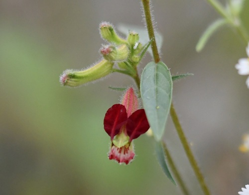 Cuphea hookeriana (Cuphea hookeriana)