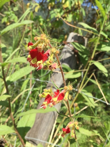 Cuphea hookeriana (Cuphea hookeriana)