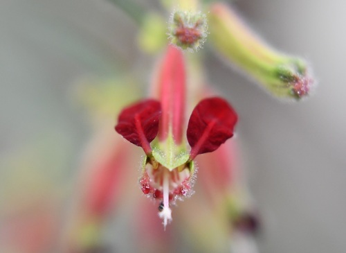 Cuphea hookeriana (Cuphea hookeriana)