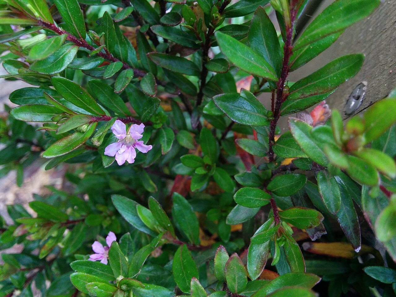 Cuphea hookeriana: Cuphea hookeriana , photographed in Central China Normal University, Wuhan, Hubei Province, China