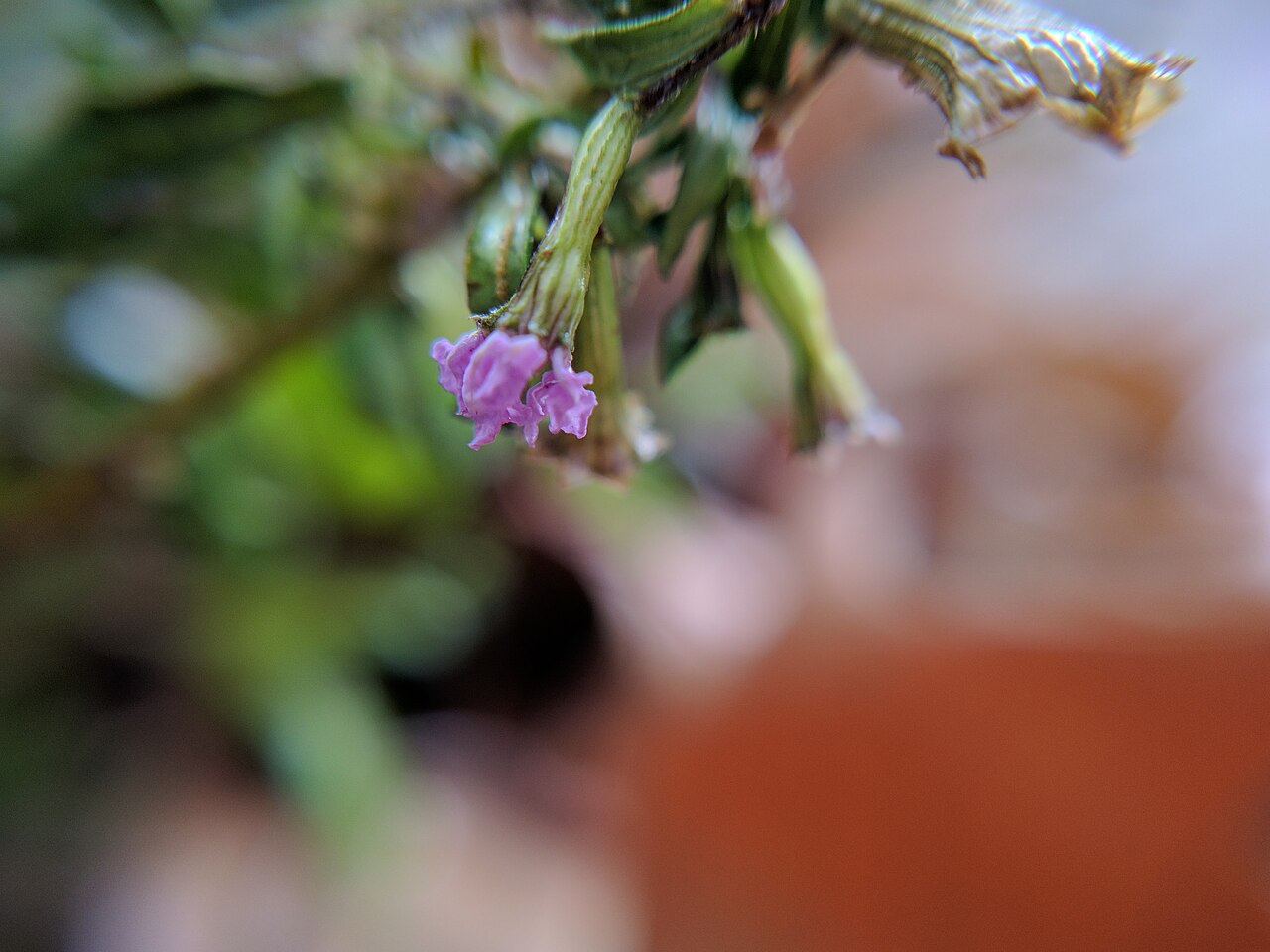 Cuphea hookeriana: Cuphea hookeriana , photographed in Central China Normal University, Wuhan, Hubei Province, China
