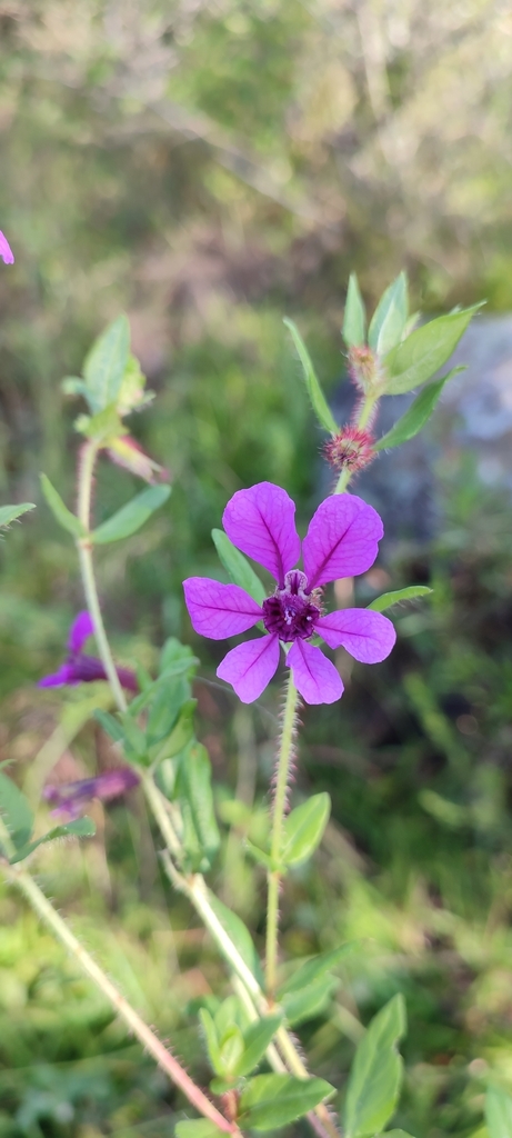 Cuphea humifusa (Cuphea humifusa)